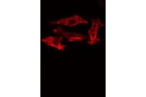 ABIN6273508 staining Hela cells by IF/ICC. (GZMK anticorps  (Internal Region))