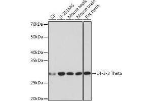 Western blot analysis of extracts of various cell lines, using 14-3-3 Theta Rabbit mAb (ABIN7265312) at 1:1000 dilution.