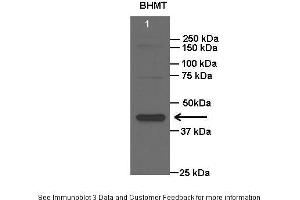 Lanes:   Lane1: 20 ug rat liver lysate  Primary Antibody Dilution:   1:2000  Secondary Antibody:   Anti-rabbit HRP  Secondary Antibody Dilution:   1:15000  Gene Name:   BHMT  Submitted by:   Anonymous