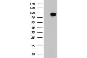 Western Blotting (WB) image for anti-Leucine Rich Repeat Containing 50 (LRRC50) antibody (ABIN1499208) (LRRC50 anticorps)