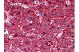 Immunohistochemical analysis of paraffin-embedded human Liver tissues using BHMT antibody (BHMT anticorps)