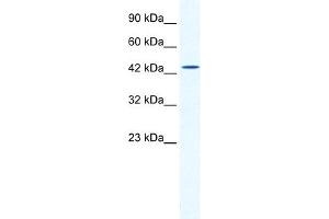 WB Suggested Anti-DMRTB1 Antibody Titration:  2. (DMRTB1 anticorps  (Middle Region))