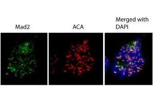 ICC/IF Image Immunofluorescence analysis of human osteosarcoma cell line U2OS, using MAD2L1, antibody at 1:1000 dilution. (MAD2L1 anticorps  (C-Term))