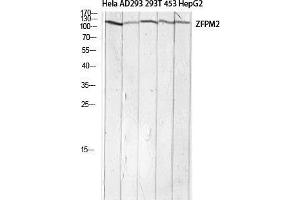 Western Blot (WB) analysis of HeLa AD293 293T 453 HepG2 lysis using ZFPM2 antibody. (ZFPM2 anticorps)