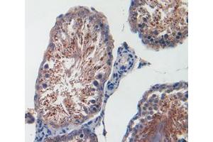 IHC-P analysis of testis tissue, with DAB staining. (CXCL1 anticorps  (AA 25-96))