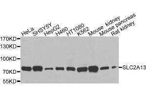 Western blot analysis of extracts of various cell lines, using SLC2A13 antibody (ABIN6003702) at 1/1000 dilution. (SLC2A13 anticorps)