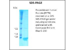 SDS-PAGE (SDS) image for Resistin (RETN) (Active) protein (ABIN5509386)