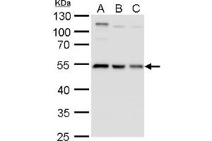 WB Image beta Tubulin 2 antibody detects beta Tubulin 2 protein by western blot analysis. (TUBB2A anticorps)