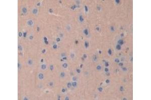 IHC-P analysis of Mouse Tissue, with DAB staining. (TUBB1 anticorps  (AA 182-437))