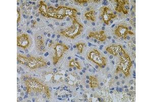 Immunohistochemistry of paraffin-embedded Mouse kidney using ERBB3 Polyclonal Antibody at dilution of 1:100 (40x lens). (ERBB3 anticorps)