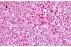 Human Liver: Formalin-Fixed, Paraffin-Embedded (FFPE) (AMBP anticorps  (AA 77-104))