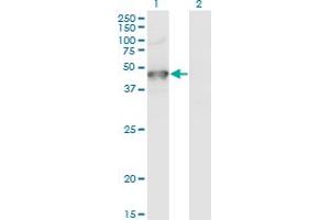 Western Blot analysis of GRINL1A expression in transfected 293T cell line by GRINL1A monoclonal antibody (M04), clone 2E4. (POLR2M anticorps  (AA 269-368))