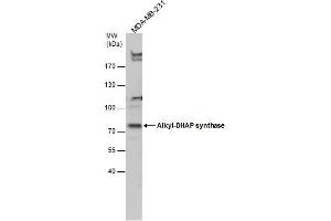 WB Image Alkyl-DHAP synthase antibody detects Alkyl-DHAP synthase protein by Western blot analysis. (AGPS anticorps)