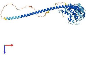 AlphaFold protein structure predicition of Human Recombinant STAMBP Protein, UniprotID O95630