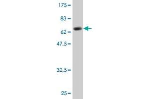 Western Blot detection against Immunogen (66.