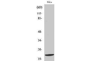 Western Blotting (WB) image for anti-DIRAS Family, GTP-Binding RAS-Like 1 (DIRAS1) (C-Term) antibody (ABIN3174765) (DIRAS1 anticorps  (C-Term))