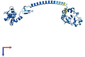 AlphaFold protein structure predicition of Human Recombinant RNF41 Protein, UniprotID Q9H4P4