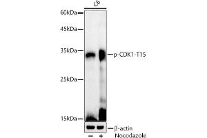 Western blot analysis of extracts of C6 cells, using Phospho-CDK1-T15 antibody (ABIN3019442, ABIN3019443, ABIN3019444 and ABIN6225371) at 1:1000 dilution. (CDK1 anticorps  (pTyr15))