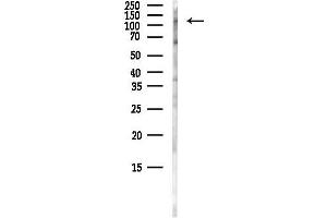 Western blot analysis of lysates from Mouse brain, using C Antibody at 1/1000 dilution.