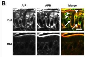 Immunofluorescence of Anti-Alkaline Phosphatase Antibody. (Intestinal Alkaline Phosphatase anticorps)