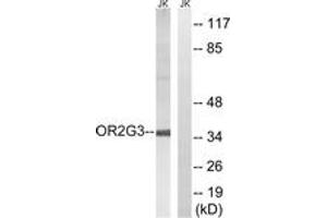 Western blot analysis of extracts from Jurkat cells, using OR2G3 Antibody. (OR2G3 anticorps  (AA 61-110))