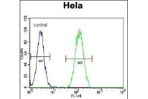 B Antibody (Center) (ABIN657779 and ABIN2846753) flow cytometric analysis of Hela cells (right histogram) compared to a negative control cell (left histogram). (BMP2 anticorps  (AA 260-289))