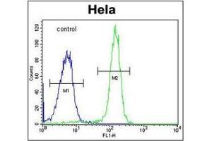 Flow cytometric analysis of Hela cells using FAM40A Antibody  (right histogram) compared to a negative control cell (left histogram). (STRIP1 anticorps  (Middle Region))