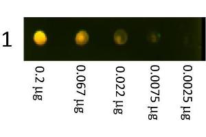 Dot Blot showing the detection of Rabbit IgG. (Chèvre anti-Lapin IgG (Heavy & Light Chain) Anticorps (Texas Red (TR)))
