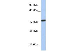 WB Suggested Anti-PEX10 Antibody Titration:  0. (PEX10 anticorps  (C-Term))