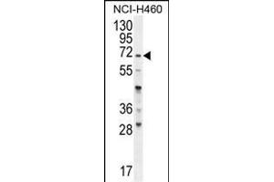 FUT4 Antibody (C-term) (ABIN656005 and ABIN2845382) western blot analysis in NCI- cell line lysates (35 μg/lane). (CD15 anticorps  (C-Term))