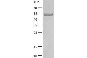 Western Blotting (WB) image for TRAF Family Member-Associated NFKB Activator (TANK) (AA 1-448) protein (His-IF2DI Tag) (ABIN7125424)