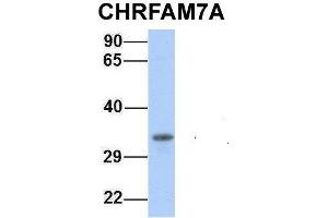 Host:  Rabbit  Target Name:  CHRFAM7A  Sample Type:  721_B  Antibody Dilution:  1. (CHRFAM7A anticorps  (Middle Region))