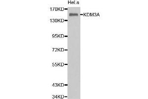Western Blotting (WB) image for anti-Lysine (K)-Specific Demethylase 3A (KDM3A) (AA 1-300) antibody (ABIN6219489) (KDM3A anticorps  (AA 1-300))
