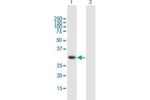 Western Blot analysis of TOMM34 expression in transfected 293T cell line by TOMM34 MaxPab polyclonal antibody.