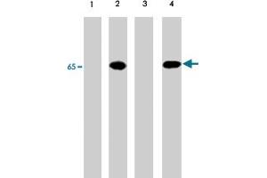 Western blot of A-431 cells untreated (lanes 1) or treated with pervanadate (lanes 2, 3 & 4). (PDPK1 anticorps  (pTyr9))