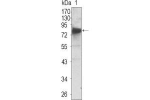 Western Blot showing NTRK3 antibody used against extracellular domain of human NTRK3 (aa32-429). (NTRK3 anticorps  (AA 32-429))