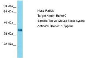 Image no. 1 for anti-Homer Homolog 2 (HOMER2) (AA 153-202) antibody (ABIN6750465)