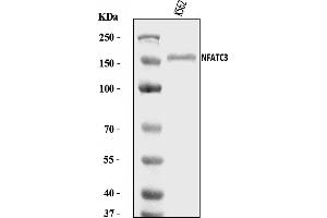 Western blot analysis of NFAT4/NF-ATc3/NFATC3 using anti-NFAT4/NF-ATc3/NFATC3 antibody (ABIN7601323).