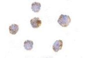 Immunocytochemistry of GITRL in THP-1 cells with AP30365PU-N GITRL antibody at 10 μg/ml.