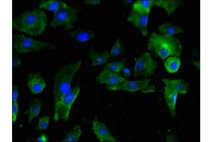 Immunofluorescent analysis of U251 cells using ABIN7163532 at dilution of 1:100 and Alexa Fluor 488-congugated AffiniPure Goat Anti-Rabbit IgG(H+L)