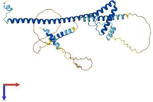 AlphaFold protein structure predicition of Mouse Recombinant Surf6 Protein, UniprotID P70279