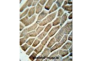 GPAA1 antibody (N-term) immunohistochemistry analysis in formalin fixed and paraffin embedded human skeletal muscle followed by peroxidase conjugation of the secondary antibody and DAB staining.