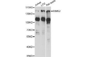 Western blot analysis of extracts of various cell lines, using RIMS2 antibody (ABIN6290875) at 1:1000 dilution.