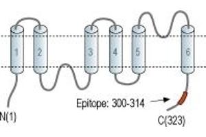 anti-Aquaporin 4 (AQP4) (AA 300-314), (C-Term), (Intracellular) antibody