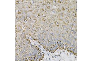 Immunohistochemistry of paraffin-embedded human esophagus using EFNA1 Antibody (ABIN1876529) at dilution of 1:100 (40x lens).