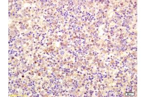 Formalin-fixed and paraffin embedded mouse embryo labeled with Anti-CD23/Fc EpsilonR II Polyclonal Antibody, Unconjugated (ABIN741030) at 1:200 followed by conjugation to the secondary antibody and DAB staining