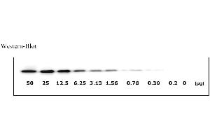 Image no. 4 for Epidermal Growth Factor Receptor (EGFR) ELISA Kit (ABIN625234) (EGFR Kit ELISA)