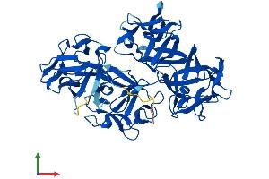 AlphaFold protein structure predicition of Mouse Recombinant Fscn2 Protein, UniprotID Q32M02