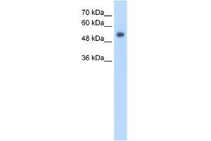 WB Suggested Anti-GPR161 Antibody Titration:  2. (GPR161 anticorps  (N-Term))