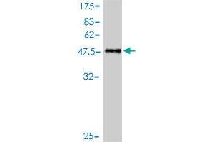 Western Blot detection against Immunogen (49.